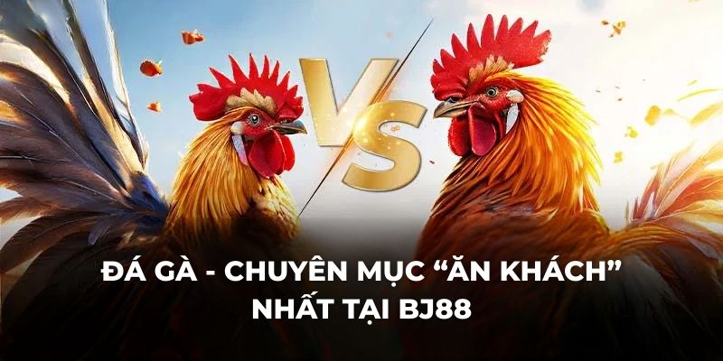 Đá gà - Chuyên mục “ăn khách” nhất tại BJ88