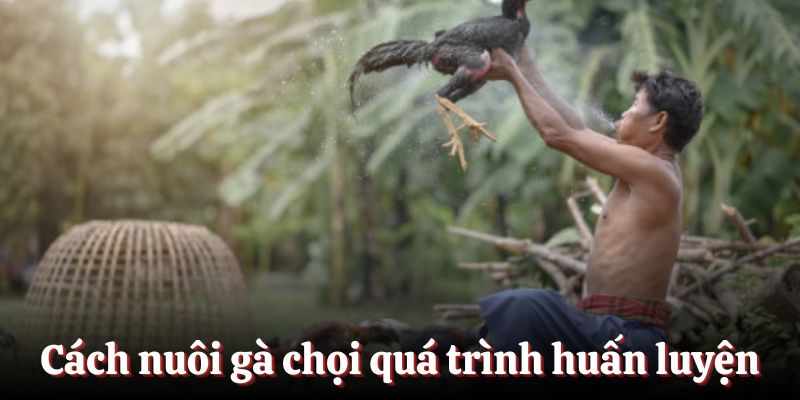 Cách nuôi gà chọi trong quá trình huấn luyện
