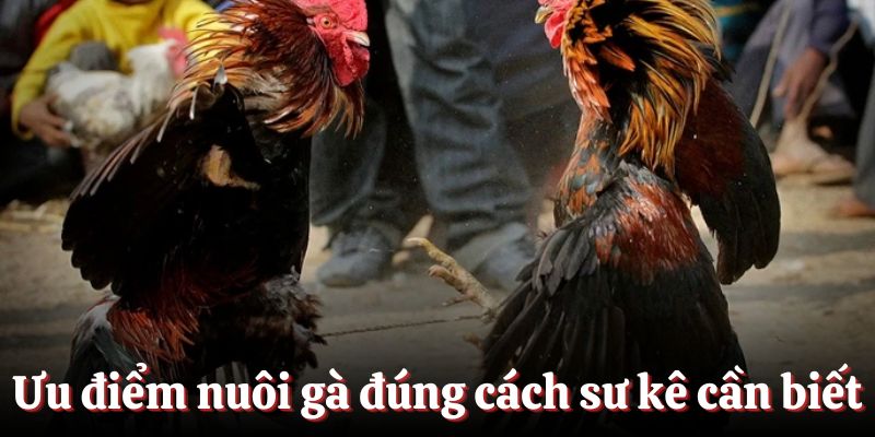 Ưu điểm khi nuôi gà đúng cách sư kê cần biết