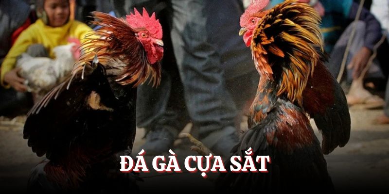 Hình thức đá cựa sắt gay cấn hồi hộp