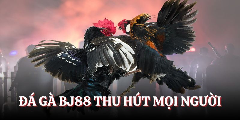 Sảnh đá gà BJ88 thu hút hàng triệu cược thủ