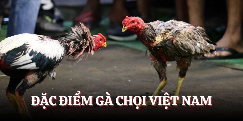 Đặc điểm gà chọi Việt Nam