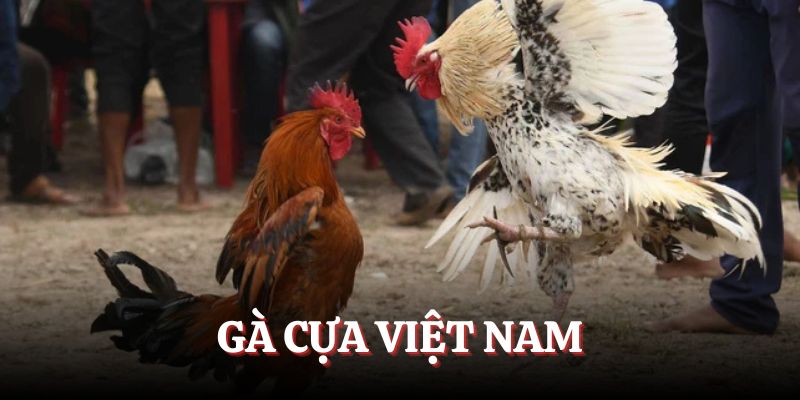 Gà cựa có trang bị vũ khí
