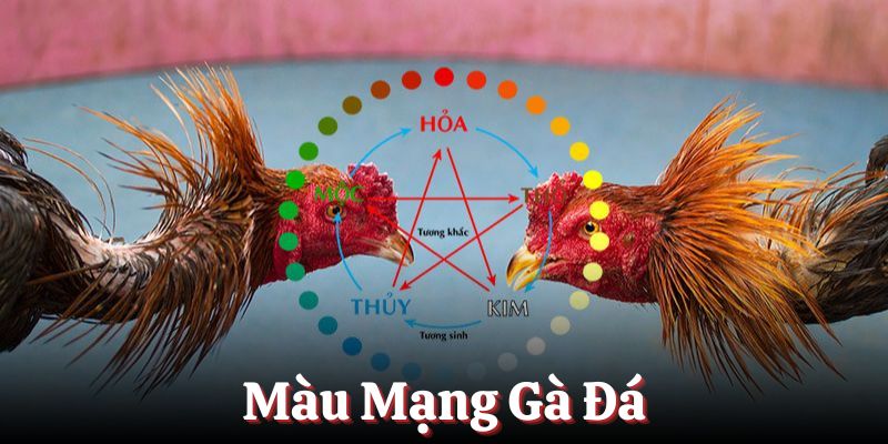 Màu mạng gà đá cách xem chuẩn cho chiến kê 2025