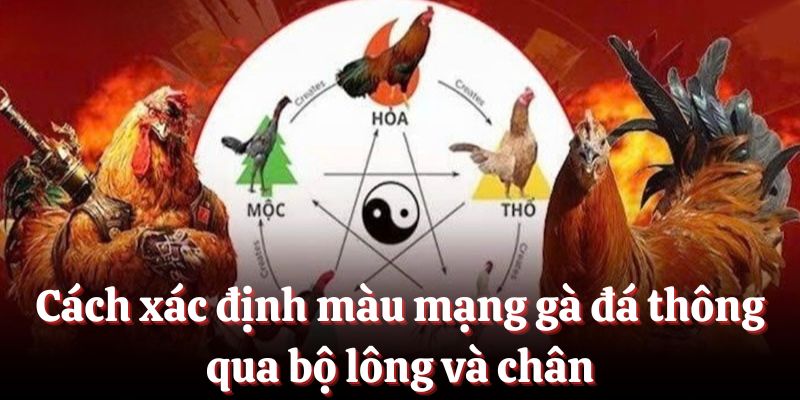 Cách xác định màu mạng gà đá thông qua bộ lông và chân