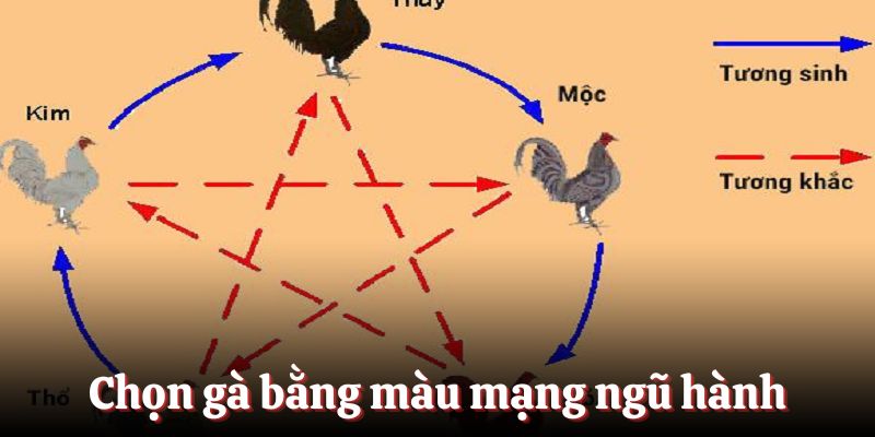 Chọn gà bằng màu mạng ngũ hành trong phong thuỷ