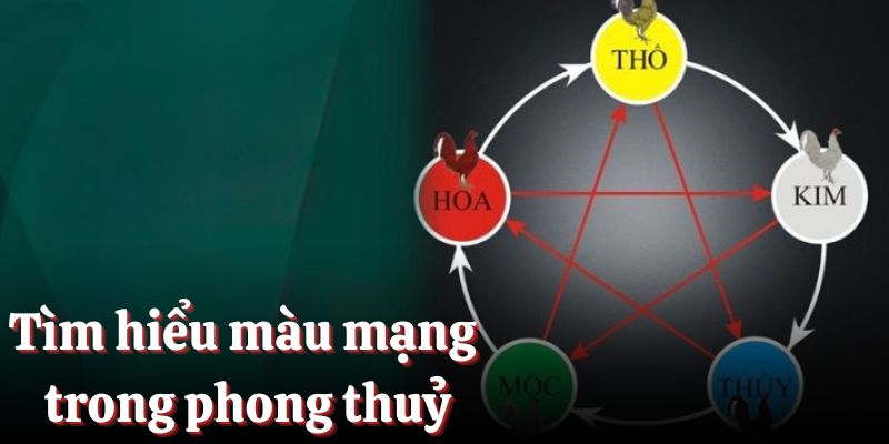 Tìm hiểu về màu mạng trong phong thuỷ chọn gà