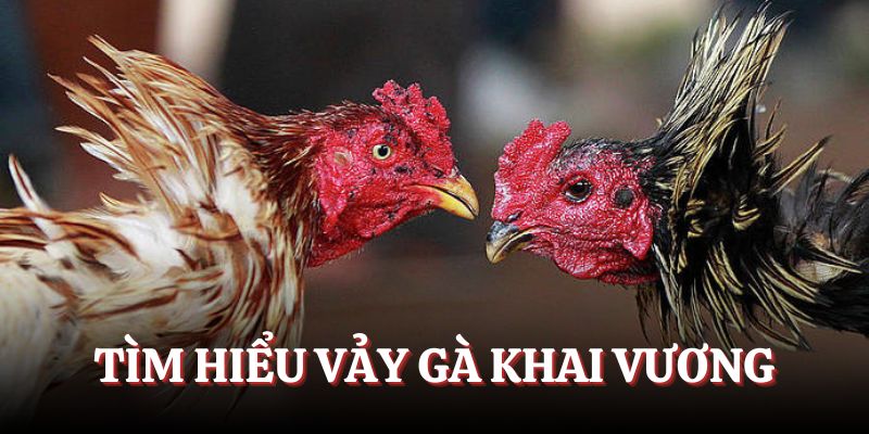 Giới thiệu về loại vảy gà Khai Vương