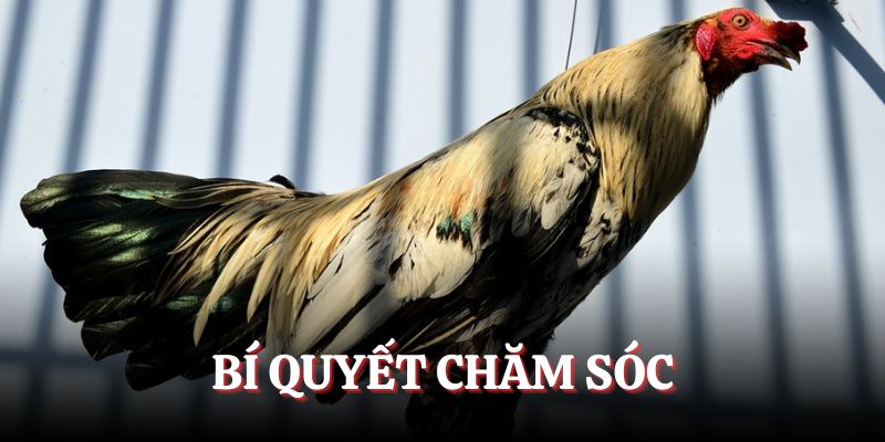 Bật mí cách chăm kê có vảy Tam Tài