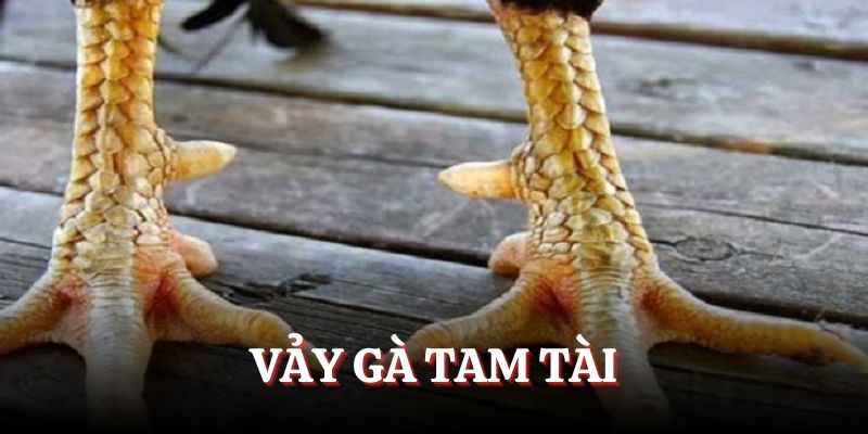 Vảy gà Tam Tài tất tần tật giải đáp cùng chuyên gia BJ88