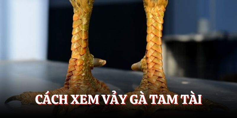 Chỉ dẫn bạn cách xem vảy gà Tam Tài đúng